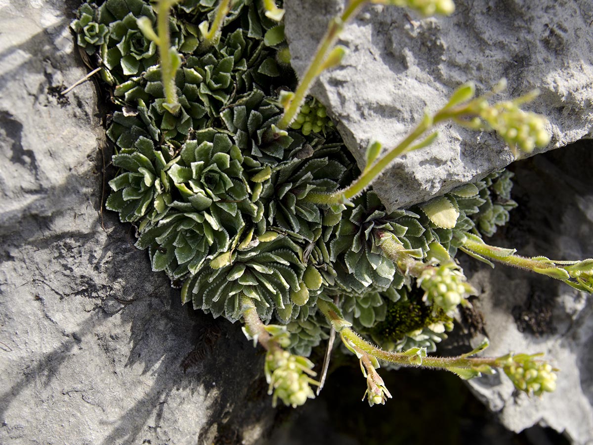 Saxifraga paniculata